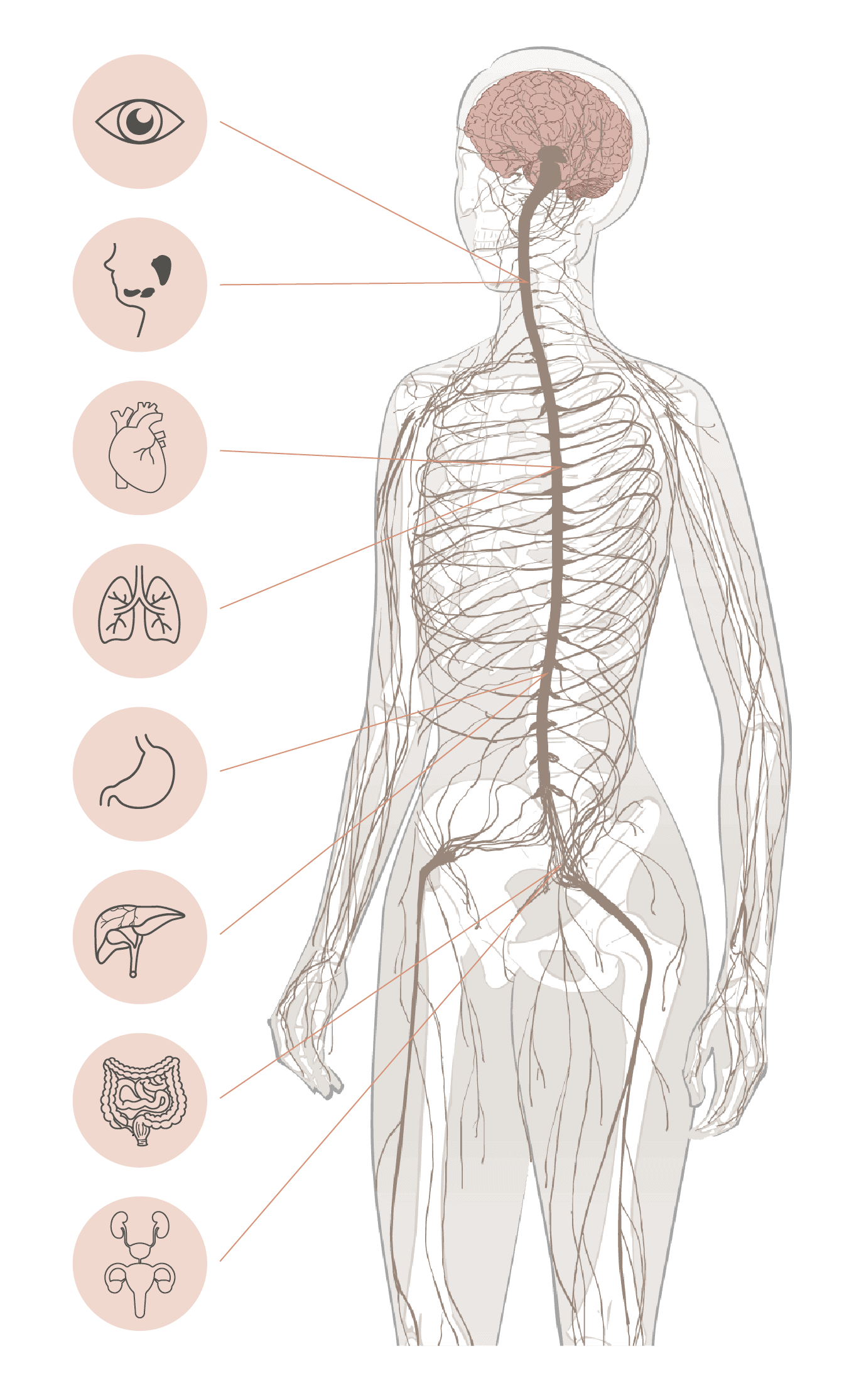 Sistema nervios quiropractica