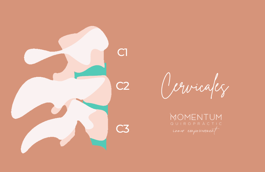 Columna Vertebral Cervicales Momentum Quiropractic