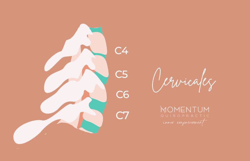 Columna Vertebral Cervicales Momentum Quiropràctic