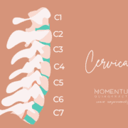 Columna Vertebral Momentum Quiropractic