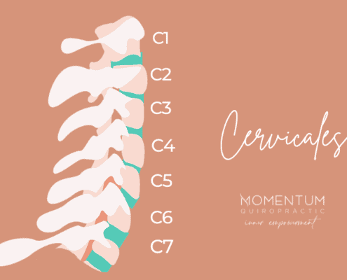 Spine Cervicals Chiropractic Momentum Quiropractic