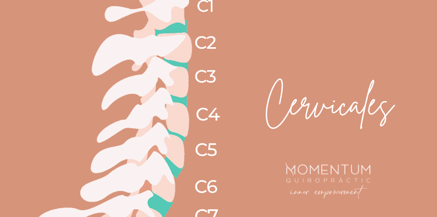 Spine Cervicals Chiropractic Momentum Quiropractic