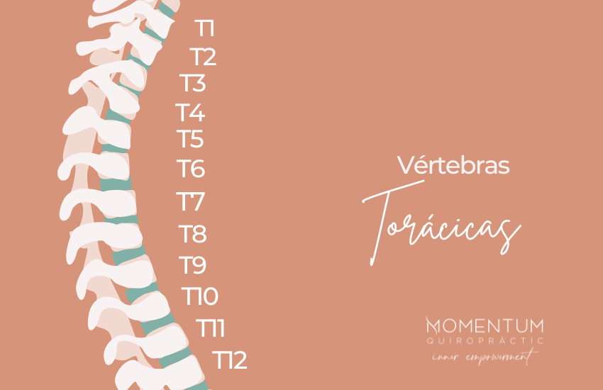Columna vertebral y dolor dorsal
