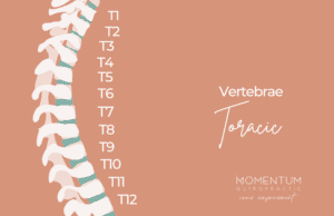 Dorsal vertebrae chiropractic