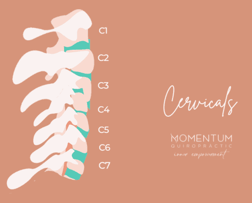 Columna Vertebral Momentum Quiropractic Cervicals