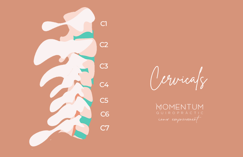 Columna Vertebral Momentum Quiropractic Cervicals